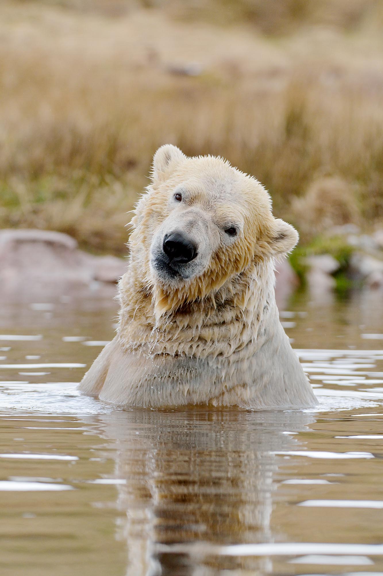 A polar bear submerged in the water, turing to look at the camera